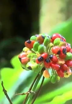 Lễ cúng Thần Sâm trên núi Ngọc Linh