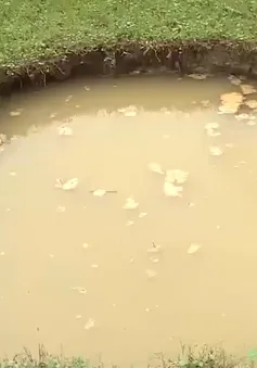 Nghệ An xác định nguyên nhân gây sụt lún ở Quỳ Hợp