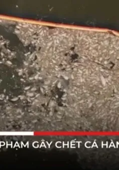 Tảo độc - thủ phạm gây chết cá hàng loạt ở sông Oder