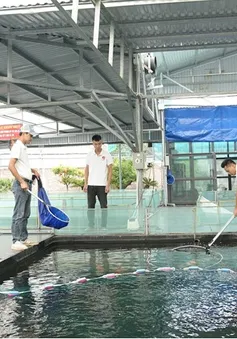 Ishi Koi Farm xây dựng mô hình nuôi cá Koi thuần chủng Nhật Bản uy tín hàng đầu