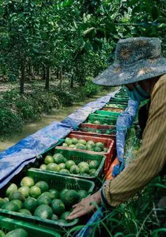 Cam sành rớt giá thảm, siêu thị, sàn thương mại điện tử hỗ trợ thu mua