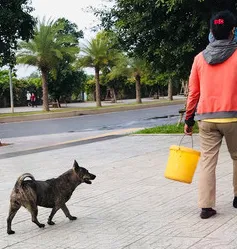 Thú cưng thả rông, không rọ mõm: Tình yêu động vật phải đi liền với trách nhiệm