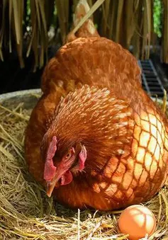 Tự nuôi gà trong nhà mang đến nhiều mối nguy tiềm ẩn