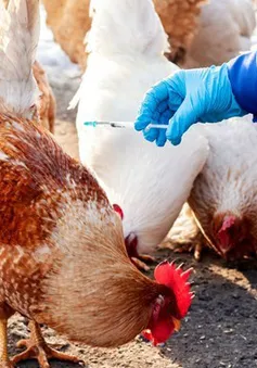 TP. Hồ Chí Minh tăng cường các hoạt động giám sát dịch cúm A (H5N1)