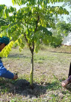 Tái tạo rừng lim tại Khu di tích lịch sử chiến thắng Bạch Đằng