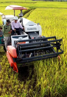 1 phải 5 giảm - kỹ thuật canh tác lúa giúp giảm phát thải, giảm chi phí