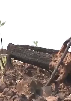 Nghệ An: Điều tra vụ phá rừng, đánh cán bộ bảo vệ rừng