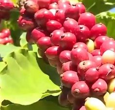 Nhiều nông dân trồng cà phê vẫn “mơ hồ” về chỉ dẫn địa lý