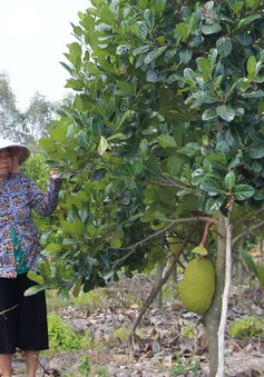 Quyết tâm bảo vệ vườn cây ăn trái trong mùa khô