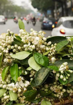 Duyên dáng hoa bưởi về trên phố phường Hà Nội