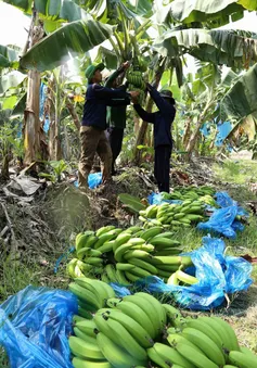 Bị thu hồi mã số vùng trồng, nông dân trồng chuối như ngồi trên lửa