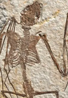 Những phát hiện mới về dơi từ bộ xương dơi lâu đời nhất