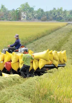 Gỡ vốn cho doanh nghiệp ngành gạo