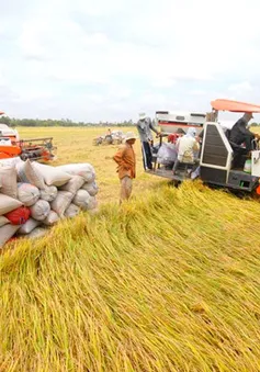 Thúc đẩy vốn vào sản xuất lúa gạo: Sao cho trúng, đúng và bền vững?