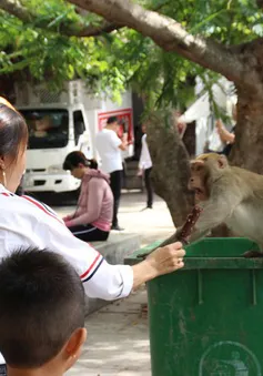 Cho khỉ ăn tại Sơn Trà: Bẫy vô hình tác động đến tập tính của động vật hoang dã