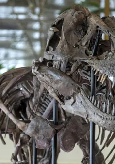 Bộ xương T-Rex được bán với giá hơn 6 triệu USD