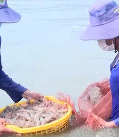 Giá tôm nguyên liệu lao dốc