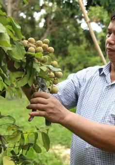 Nhãn chín sớm giá cao gấp 3 lần chính vụ