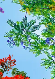 Hà Nội: Phượng tím độc đáo cùng nhiều loài hoa khoe sắc giữa nắng hạ