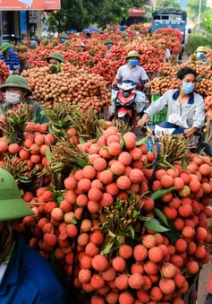 Bắc Giang sẵn sàng cho mùa vải chính vụ