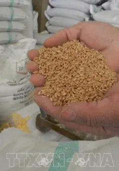 FAO: Giá lương thực thế giới tăng lần đầu tiên trong một năm qua