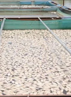Cá chết bất thường trên sông Sêrêpốk vì nắng nóng