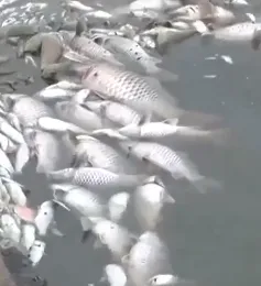 Cá chết trắng hồ điều hòa lớn nhất TP Hà Tĩnh
