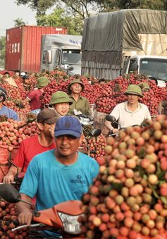 Vải thiều Bắc Giang nhộn nhịp vào chính vụ