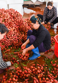 Phu vải kiếm tiền triệu mỗi ngày tại thủ phủ vải thiều