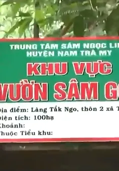 Vườn sâm Chi bộ