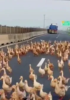 Hàng trăm con vịt "đại náo" cao tốc Trung Lương - Mỹ Thuận