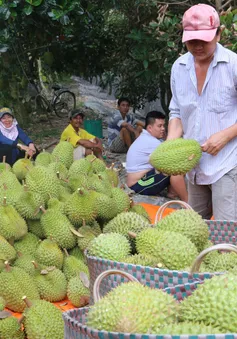 Thêm cơ hội xuất khẩu sầu riêng vào Trung Quốc