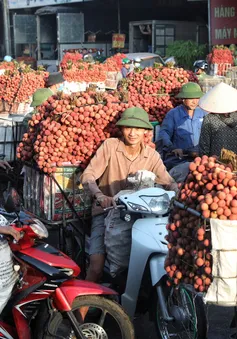 Vải thiều đầu vụ mất giá