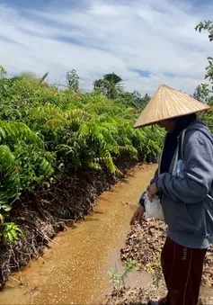 Long An: Bơm hút cát làm bể bờ bao, vườn cây trái của người dân thiệt hại nặng