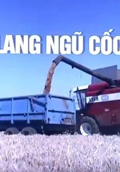 Không có lần gia hạn thứ tư, Nga chấm dứt hiệu lực thỏa thuận ngũ cốc Biển Đen