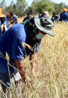 El Nino có thể khiến Thái Lan thiệt hại 40 tỷ Baht