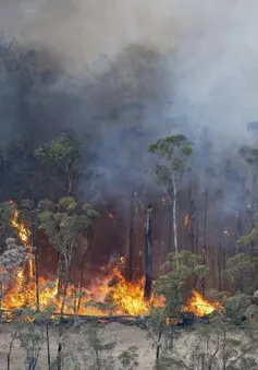 Máy lọc không khí giúp bảo vệ hàng triệu người Australia khỏi khói bụi cháy rừng