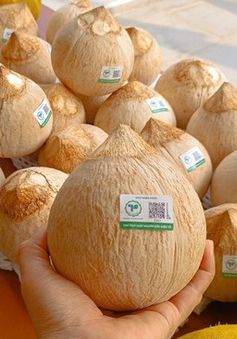 Mỹ cấp “visa” cho quả dừa Việt Nam