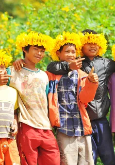 Gia Lai: Tổ chức Tuần lễ hoa dã quỳ - núi lửa Chư Đăng Ya trong tháng 11/2023