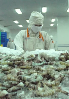 Trung Quốc, Hoa Kỳ: Tia hy vọng cho xuất khẩu tôm cuối năm