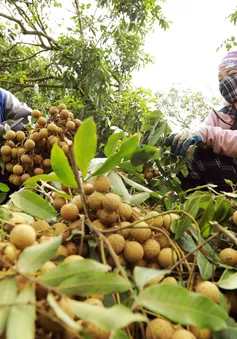 Nhãn lồng Hưng Yên giống cổ giá 80.000 đồng/kg