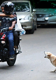 New Delhi tạm giữ chó hoang trước thềm Hội nghị thượng đỉnh G20