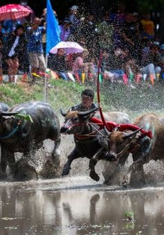 Đua trâu mở đầu mùa lúa ở Thái Lan: Tôn vinh vai trò của trâu với canh tác lúa