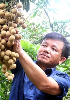 Sản lượng sụt giảm, nhãn Hưng Yên giữ giá