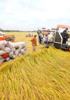 Nông dân tham gia đề án 1 triệu ha lúa chất lượng cao được vay ngân hàng không thế chấp