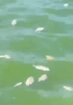 Phú Yên: Xử lý hơn 1,2 tấn cá chết ở hồ điều hòa Hồ Sơn
