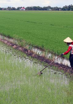 Giá lúa cao, nông dân ồ ạt xuống giống vụ Thu Đông