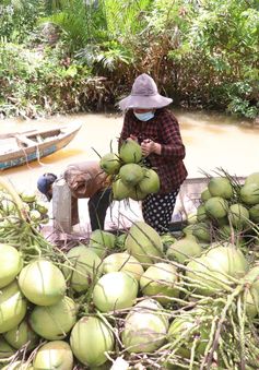 Giá dừa trái tăng gấp đôi