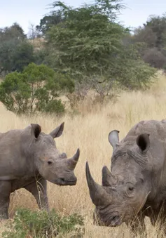 Số lượng tê giác tại châu Phi tăng lần đầu tiên sau một thập kỷ