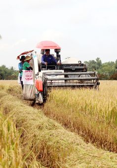 Nông dân thu về 20 triệu đồng/ha lúa Thu Đông